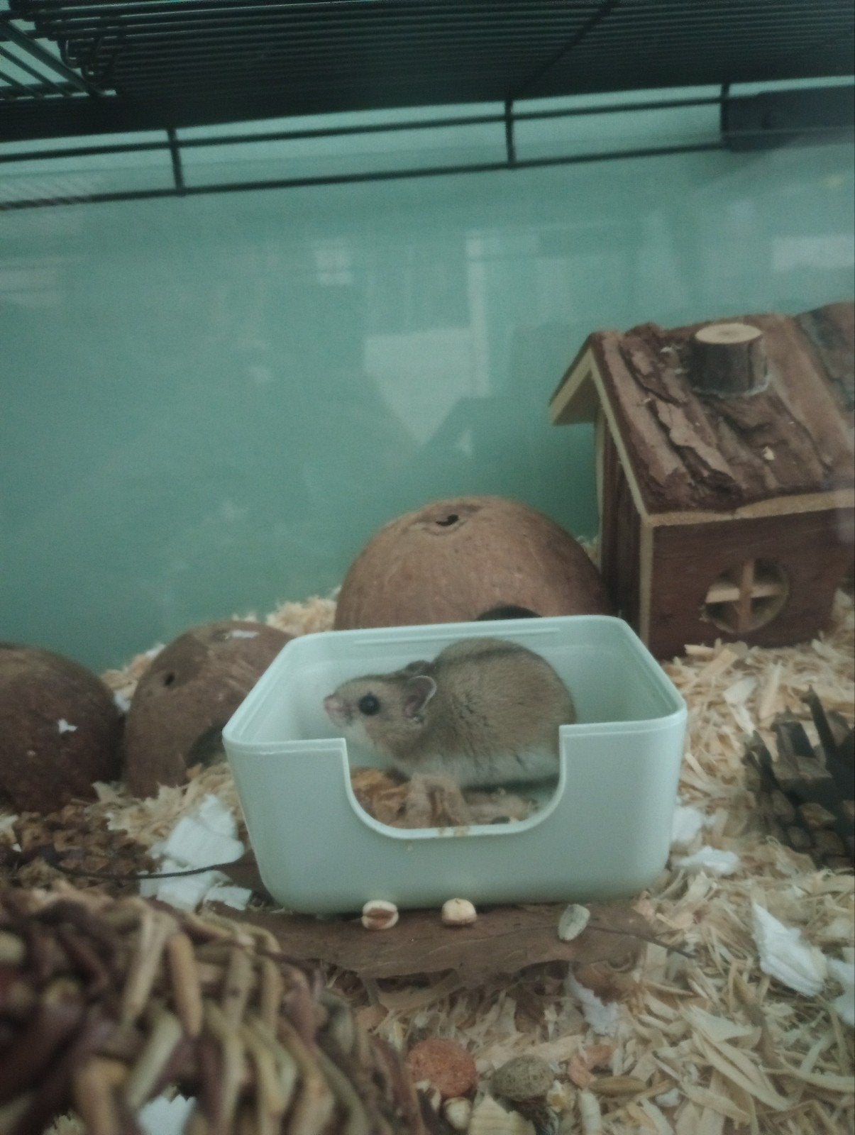 Chinese dwerghamster, Februari, Mannelijk, Hamster