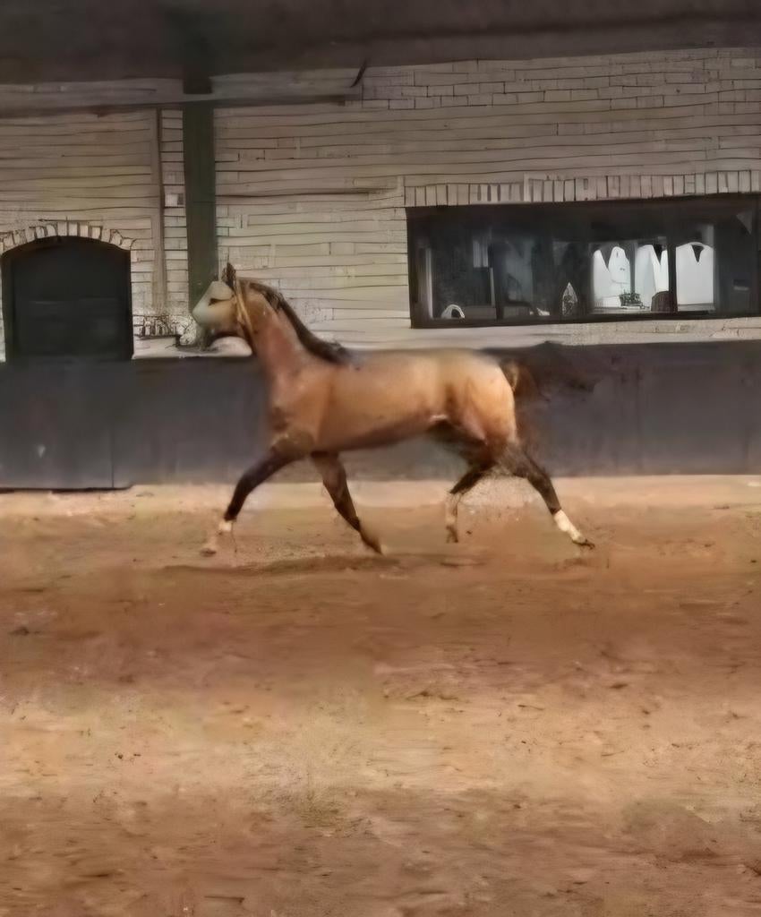 Apparte valk jaarling, Dieren en Toebehoren, Paarden, Minder dan 160 cm, Met stamboom, Dressuurpaard, 0 tot 2 jaar