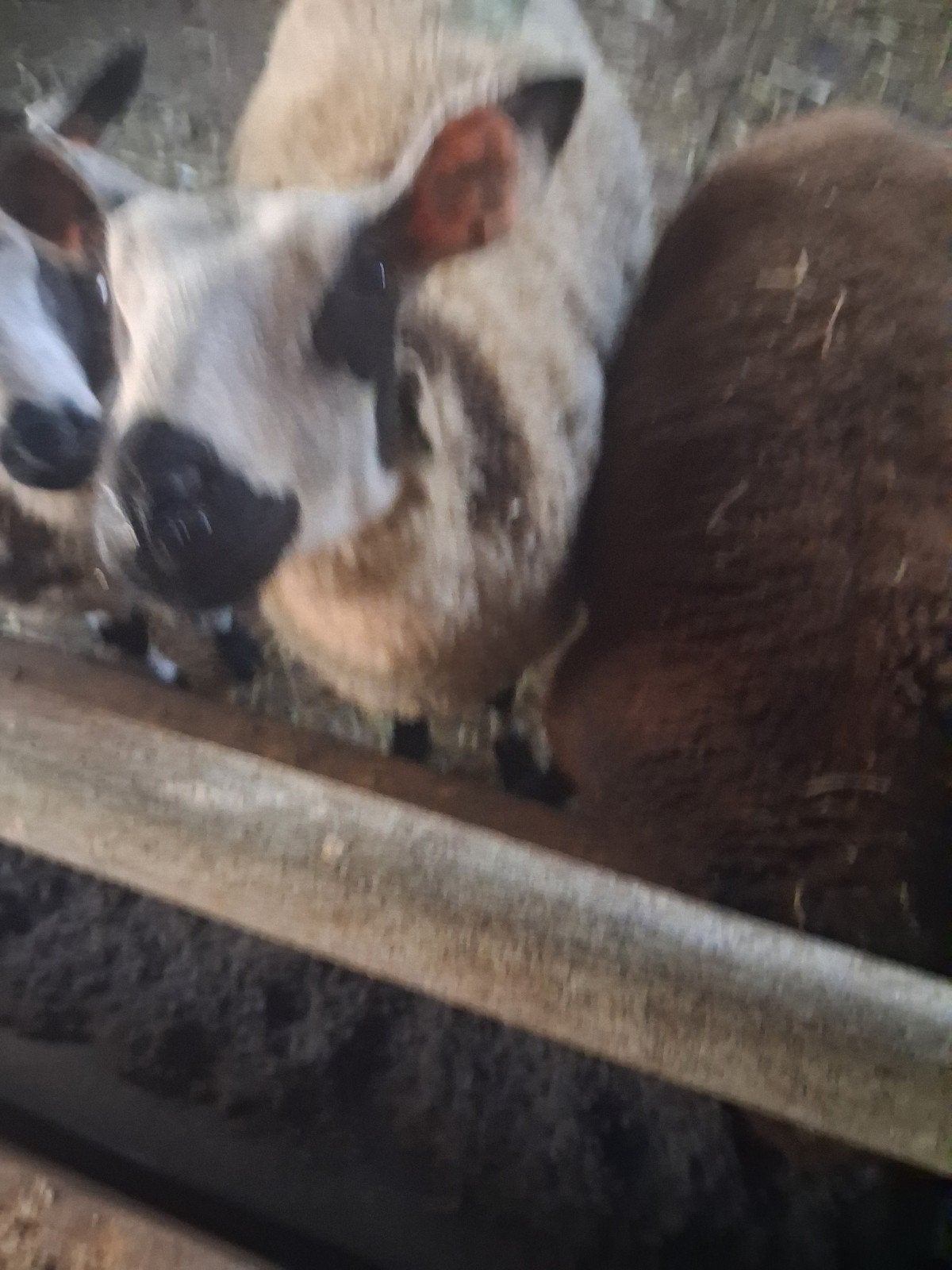 mooie bonte lammeren, Dieren en Toebehoren, Schapen, Geiten en Varkens, Meerdere dieren, Schaap