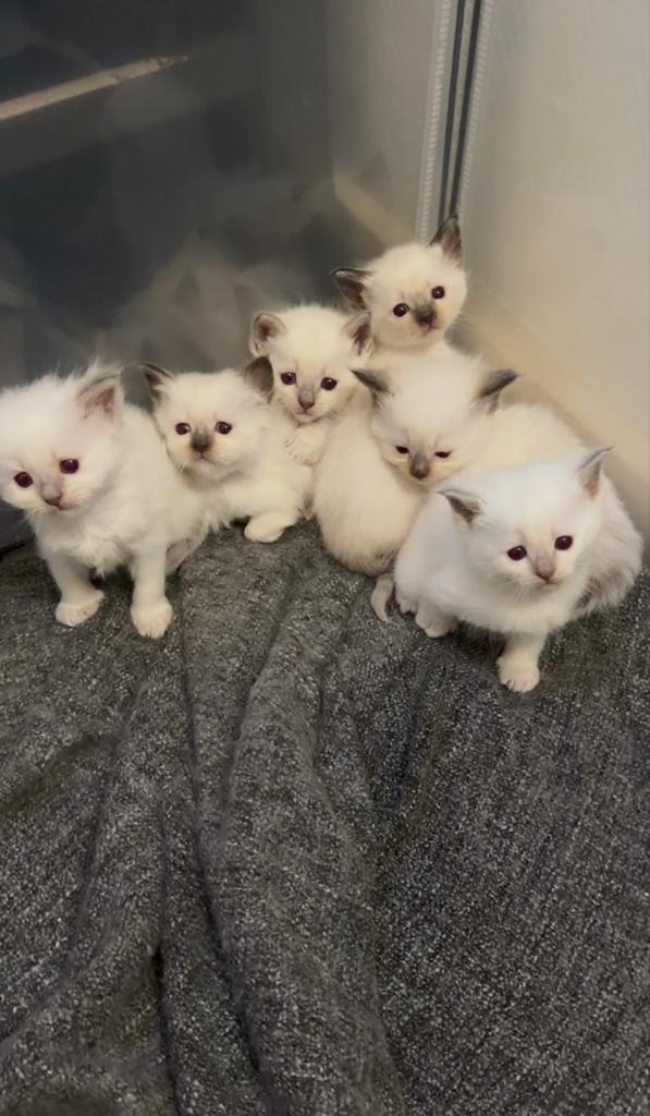 Prachtige Ragdoll kittens met stamboom NOG 3 BESCHİKBAAR, Dieren en Toebehoren, Meerdere dieren