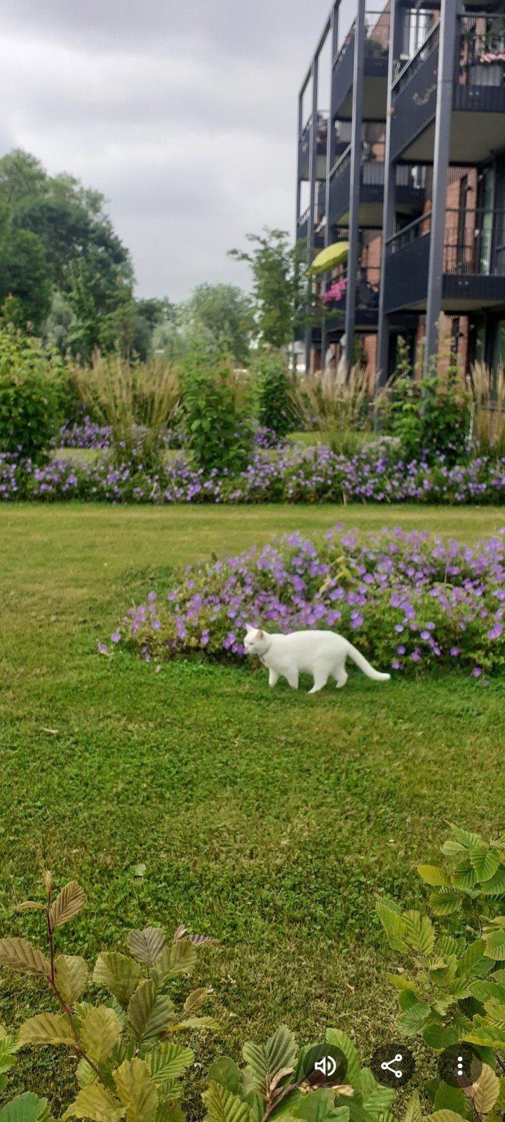 Goed huis gezocht, Poes