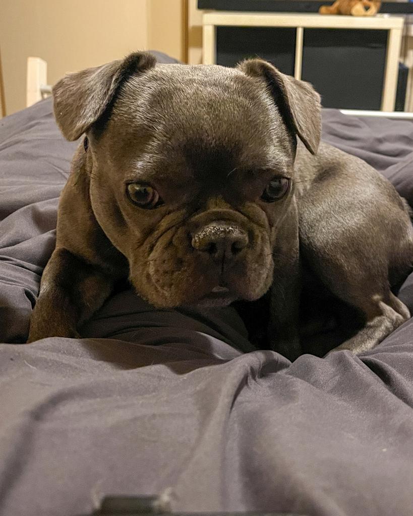 Franse Bulldog (3 jaar en 5 maanden) zoekt liefdevol thuis, Teef, Bulldog, Eén hond, 3 tot 5 jaar