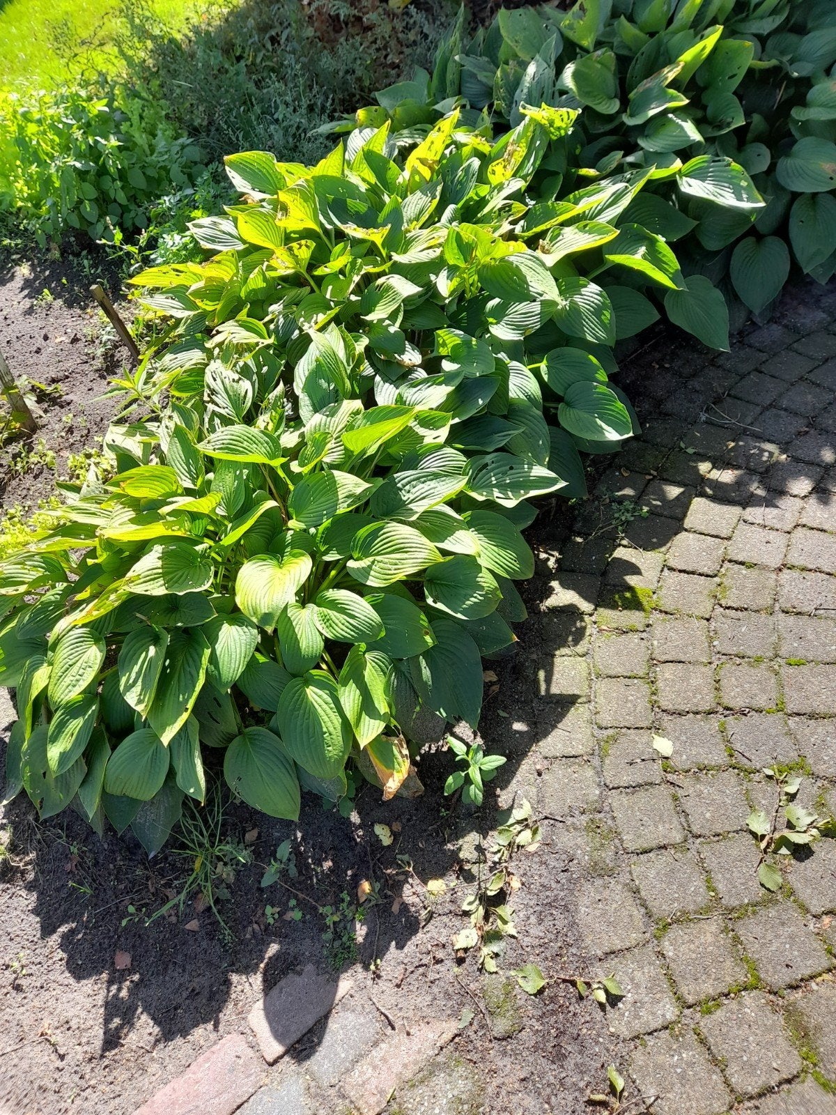 Hostas, Ophalen, Overige soorten, Halfschaduw