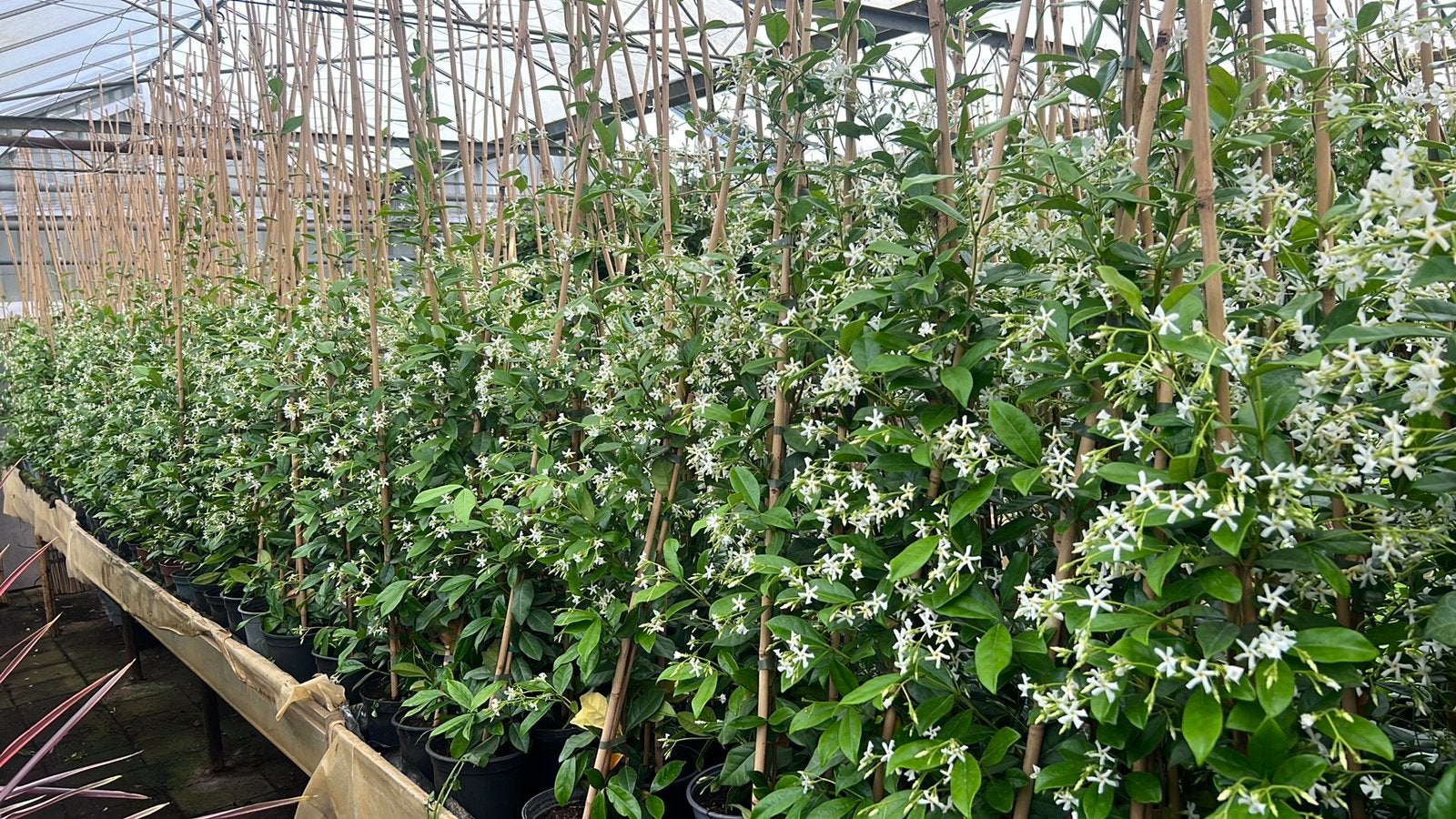 Toscaanse Jasmijn 20/40 cm t/m 250/300 cm elke 11e Gratis, Ophalen, Volle zon, Vaste plant, Klimplanten