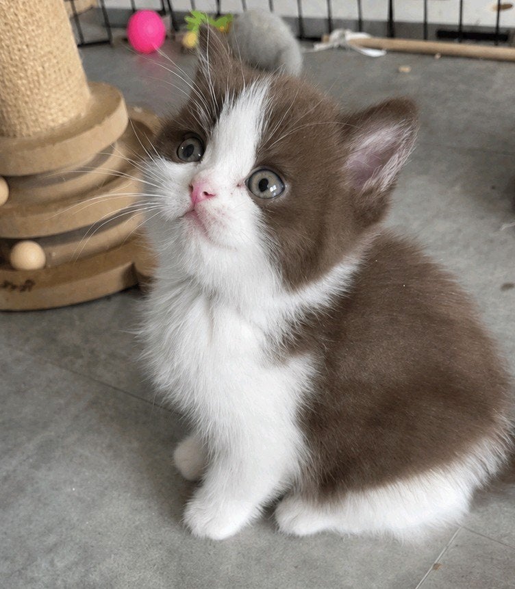 Britse Korthaar kitten/fok)kater met stamboom unieke lijnen, Kater, Met stamboom, 0 tot 2 jaar