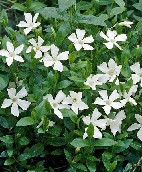 vinca minor Alba. maagdenpalm bodembedekker P9 planten., Tuin en Terras, Bodembedekkers, Vaste plant, Ophalen of Verzenden, Halfschaduw