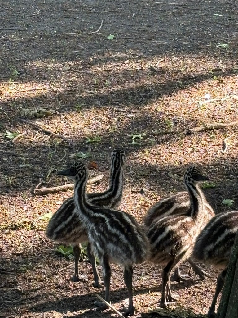 7 emoe kuikens te koop – natuurbroed, Dieren en Toebehoren, Meerdere dieren, Overige soorten