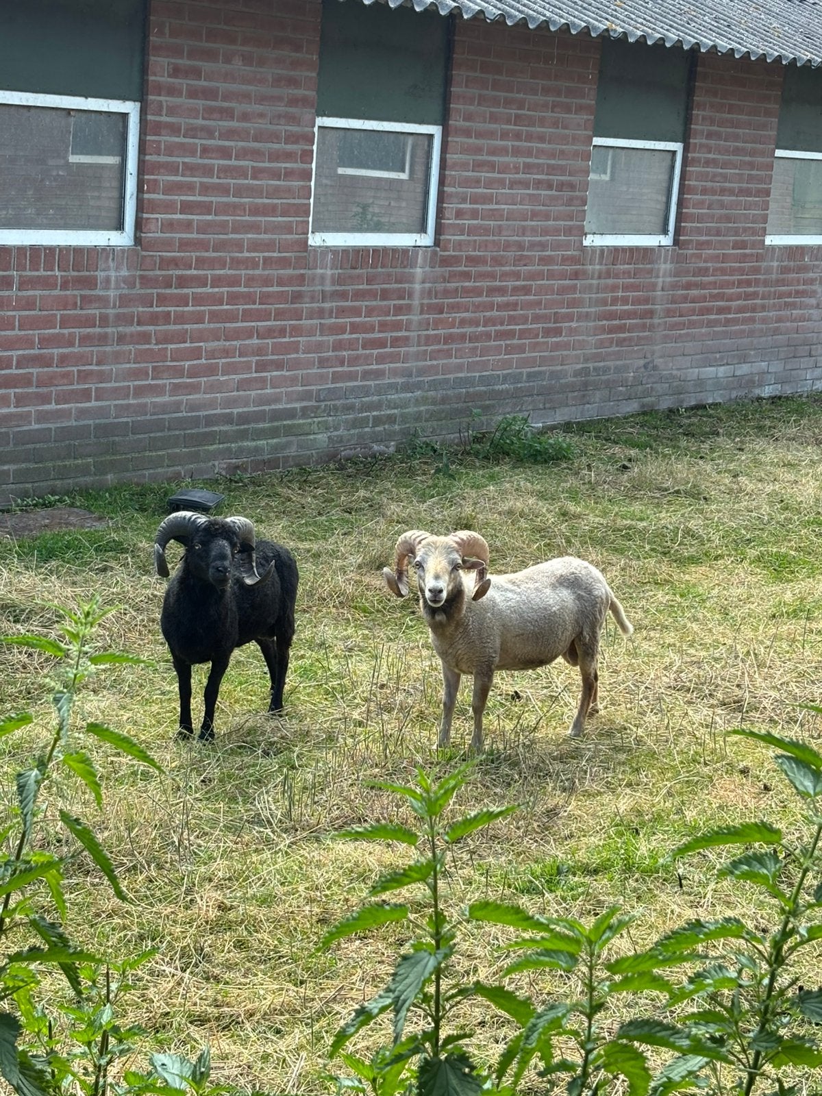 Ouessant rammen, Mannelijk, Schaap