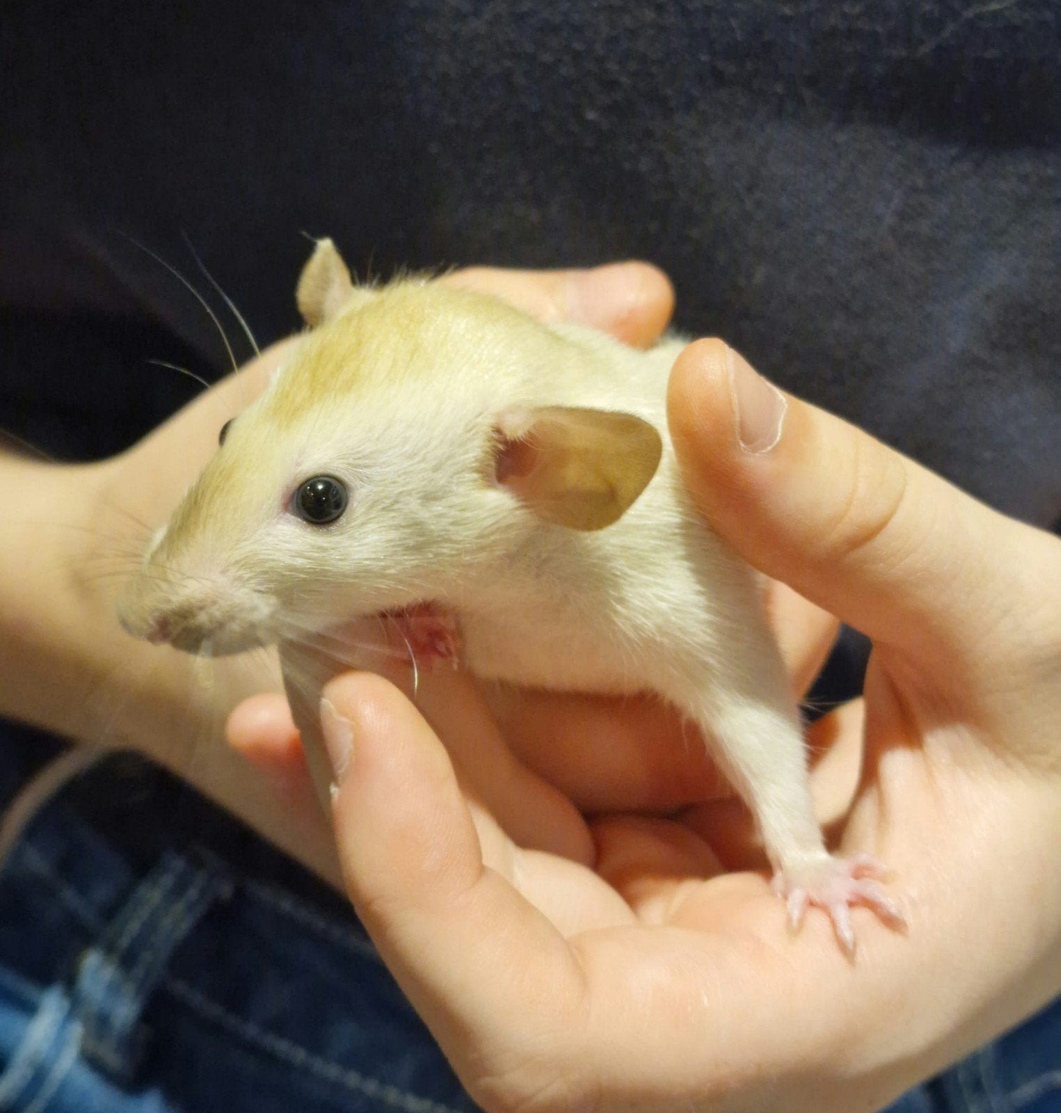 Ratjes super lief en super tam., Dieren en Toebehoren, Rat, Mei, Meerdere dieren, Tam