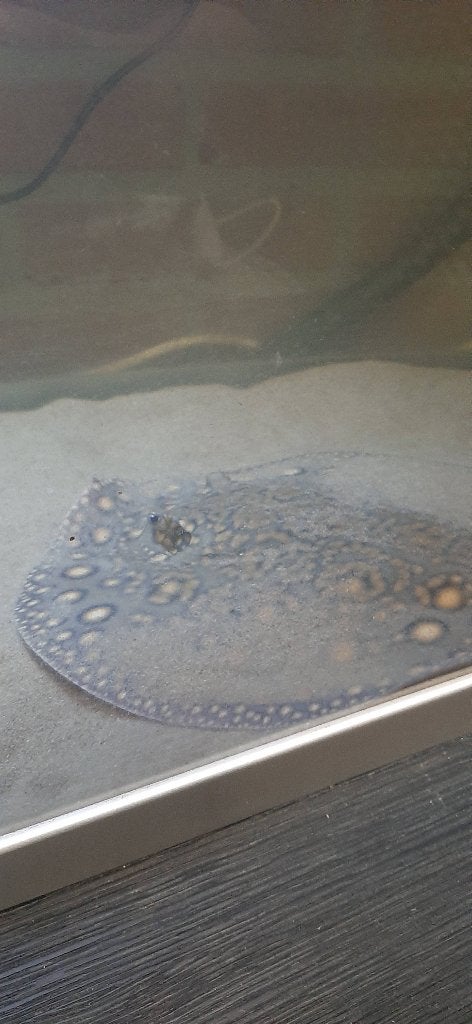 Potamotrygon motoro hybride pijlstaartroggen te koop, Vis, Zoetwatervis