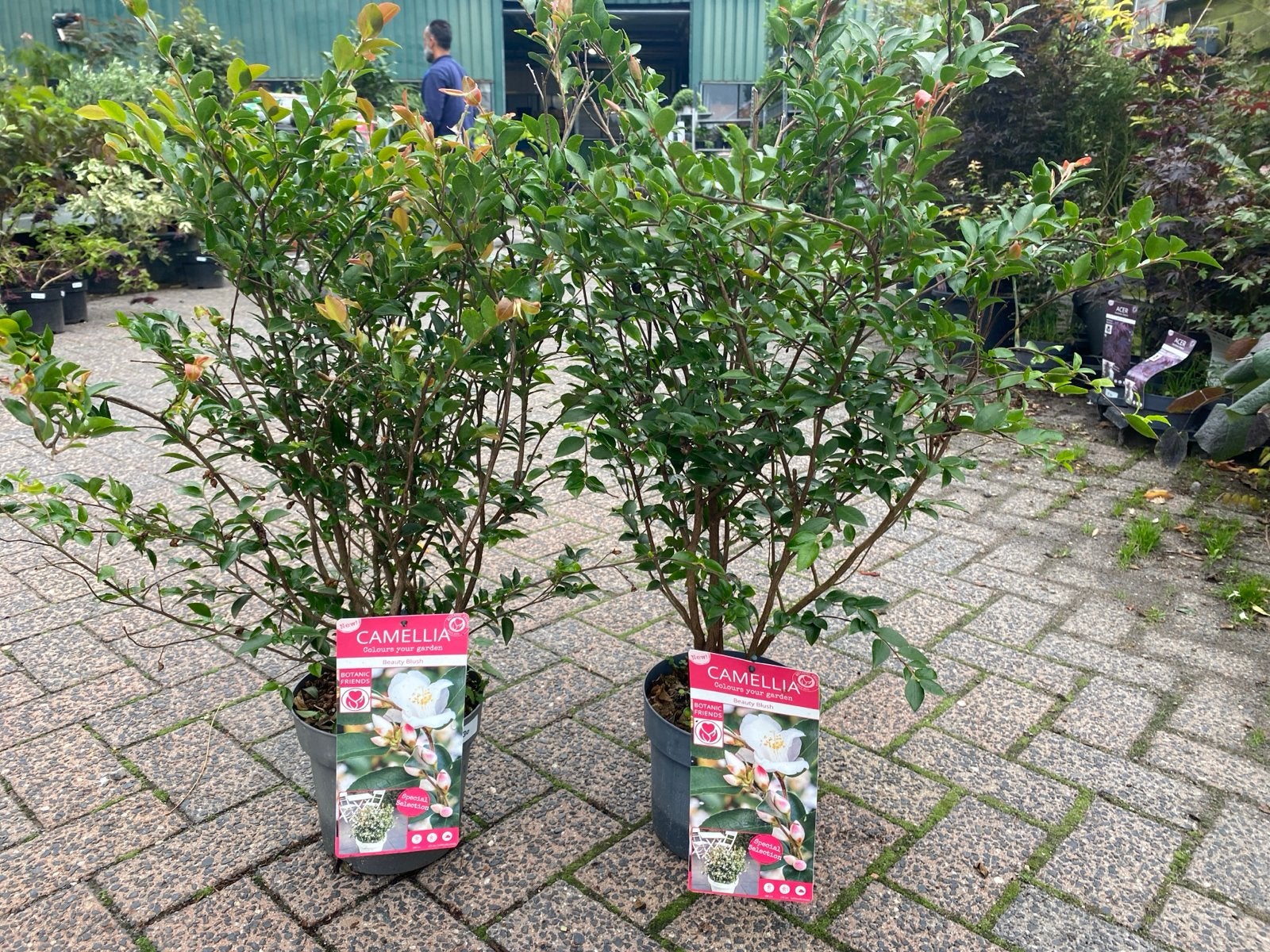Camellia 'Beauty Blush' - Winterbloeiende Camelia, Vaste plant, Halfschaduw, Winter, Ophalen