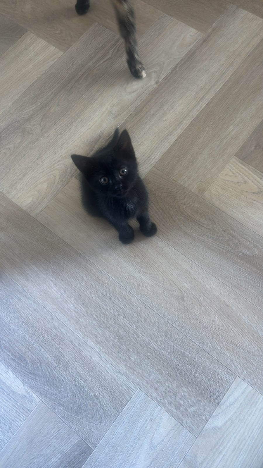 Kittens, Dieren en Toebehoren, Katten en Kittens | Raskatten | Langhaar, Meerdere dieren, Ontwormd