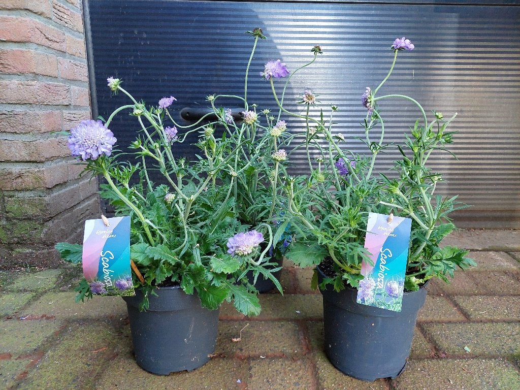 Scabiosa Columbaria - Schurftkruid / Duifkruid H: 50 cm., Volle zon, Vaste plant, Zomer, Ophalen