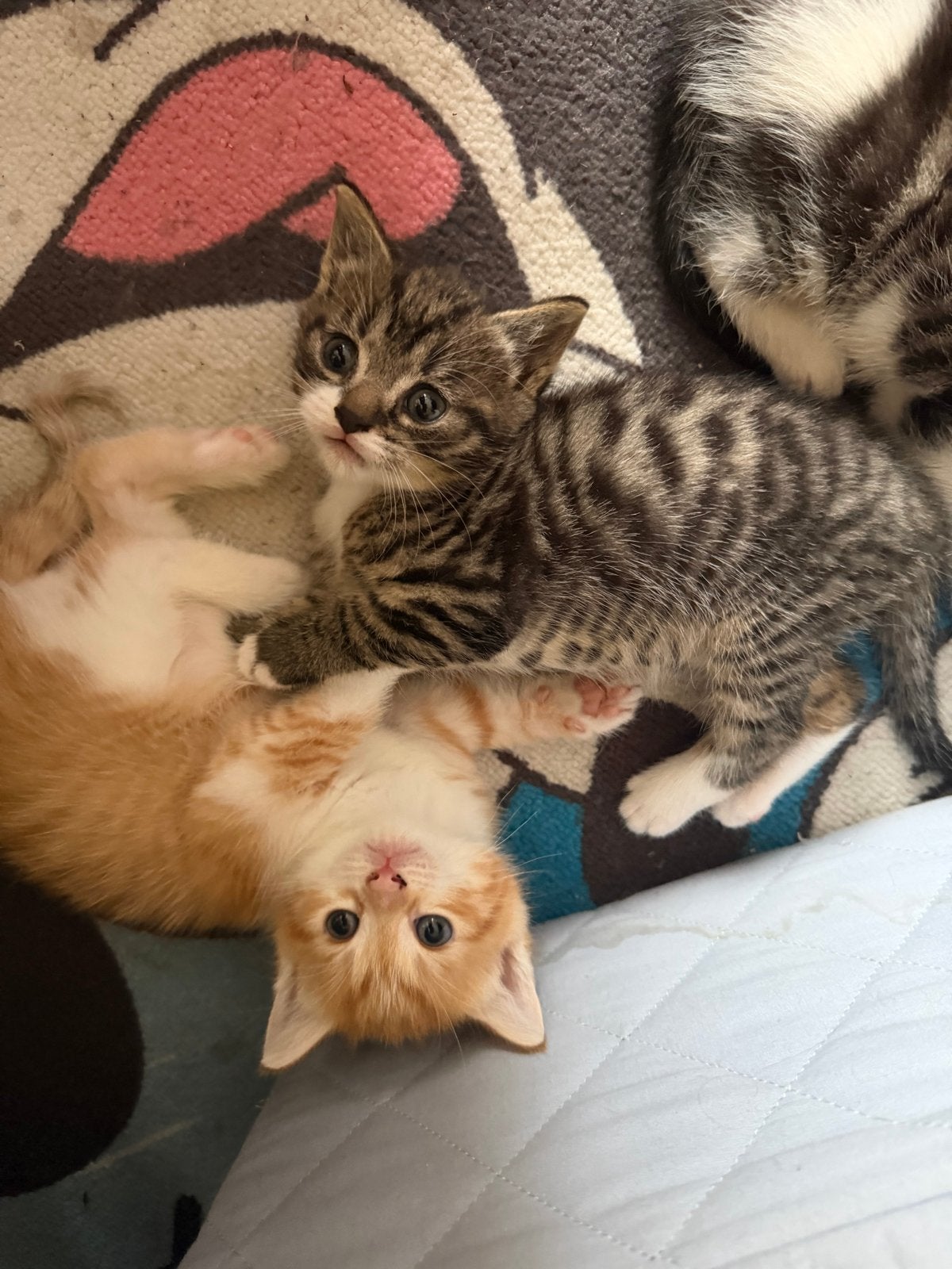 kittens