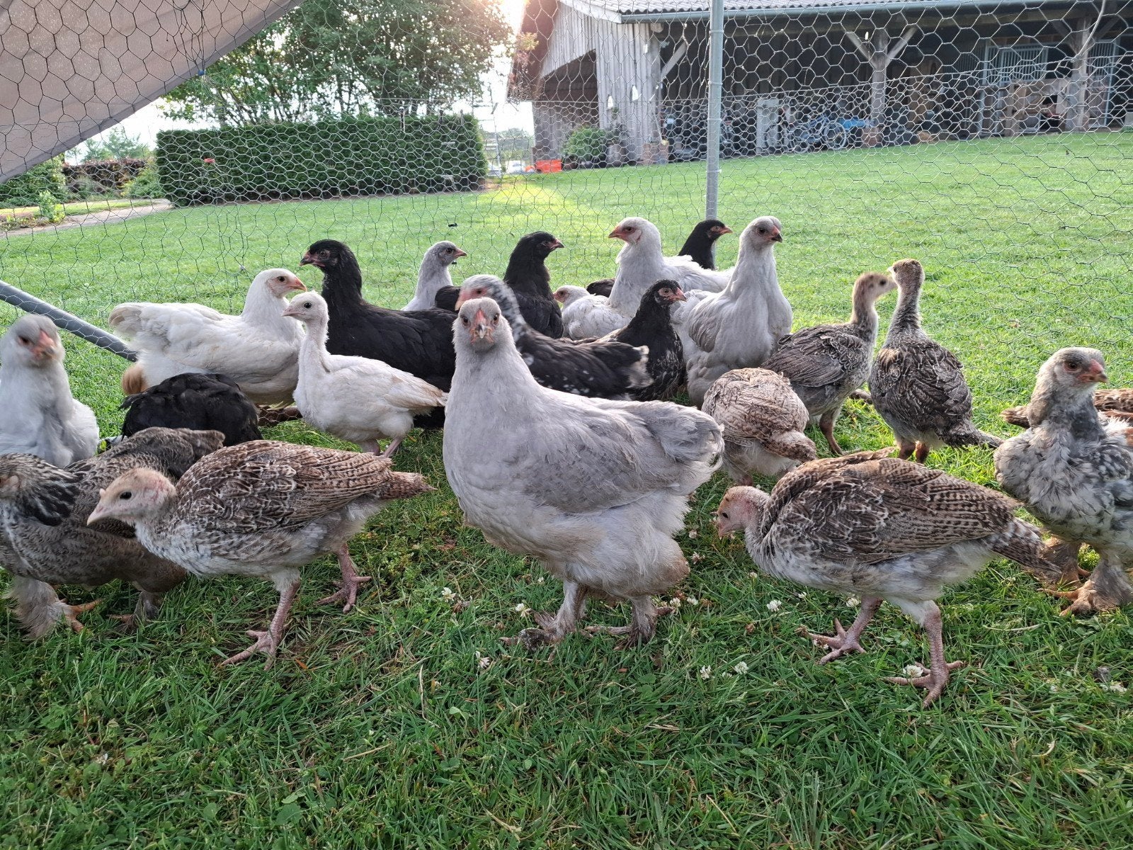 Brahma kuikens hennen en hanen, Dieren en Toebehoren, Pluimvee, Meerdere dieren, Kip