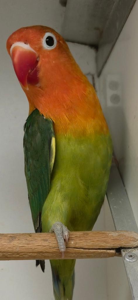 Groen/lutino/opaline fischeri, Mannelijk, Dwergpapegaai of Agapornis, Geringd