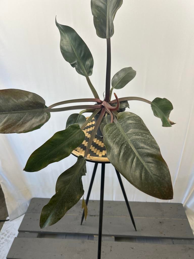Philodendron Imperial Red - 12 cm pot, 40 cm hoog, Huis en Inrichting, Kamerplanten, Ophalen of Verzenden