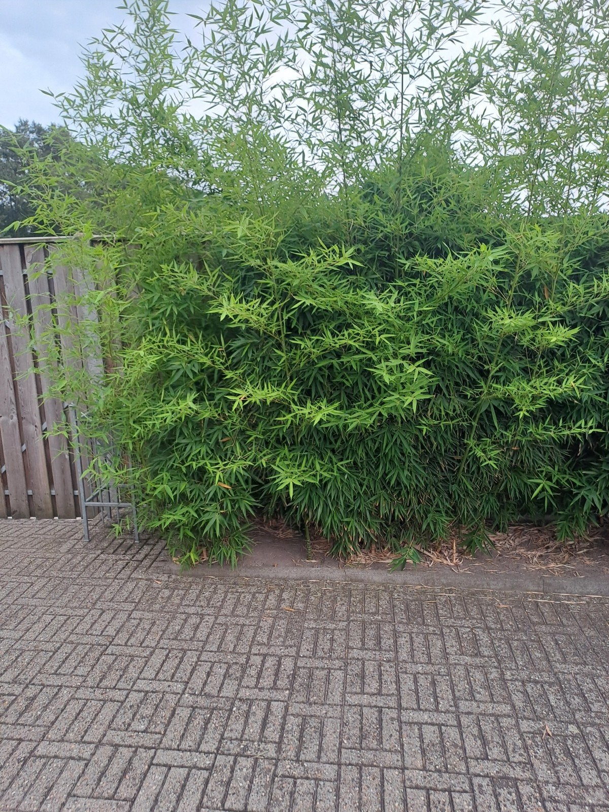 2 Bamboe struiken, Ophalen, Bamboe