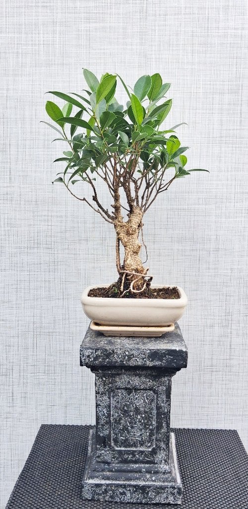 1 Bonsai Ficus Jubara- Recht Model, In pot, Bloeit niet, Halfschaduw, Minder dan 100 cm