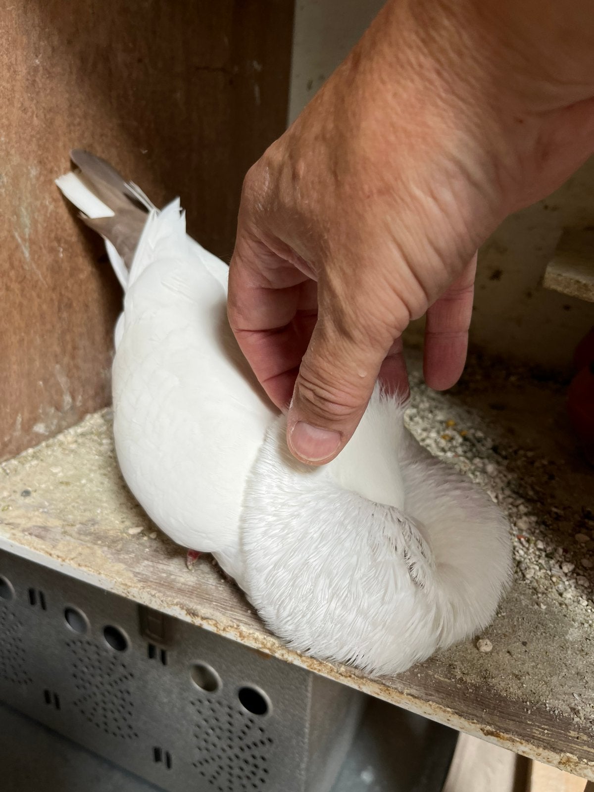 Witte duivin, Dieren en Toebehoren, Vogels | Duiven, Vrouwelijk, Kropper