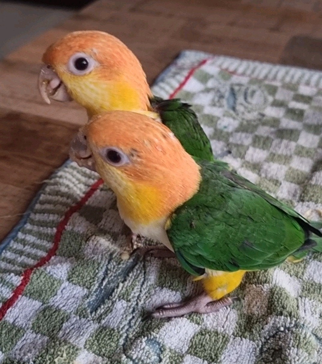 jonge roestkop caiques, Meerdere dieren, Papegaai, Geringd