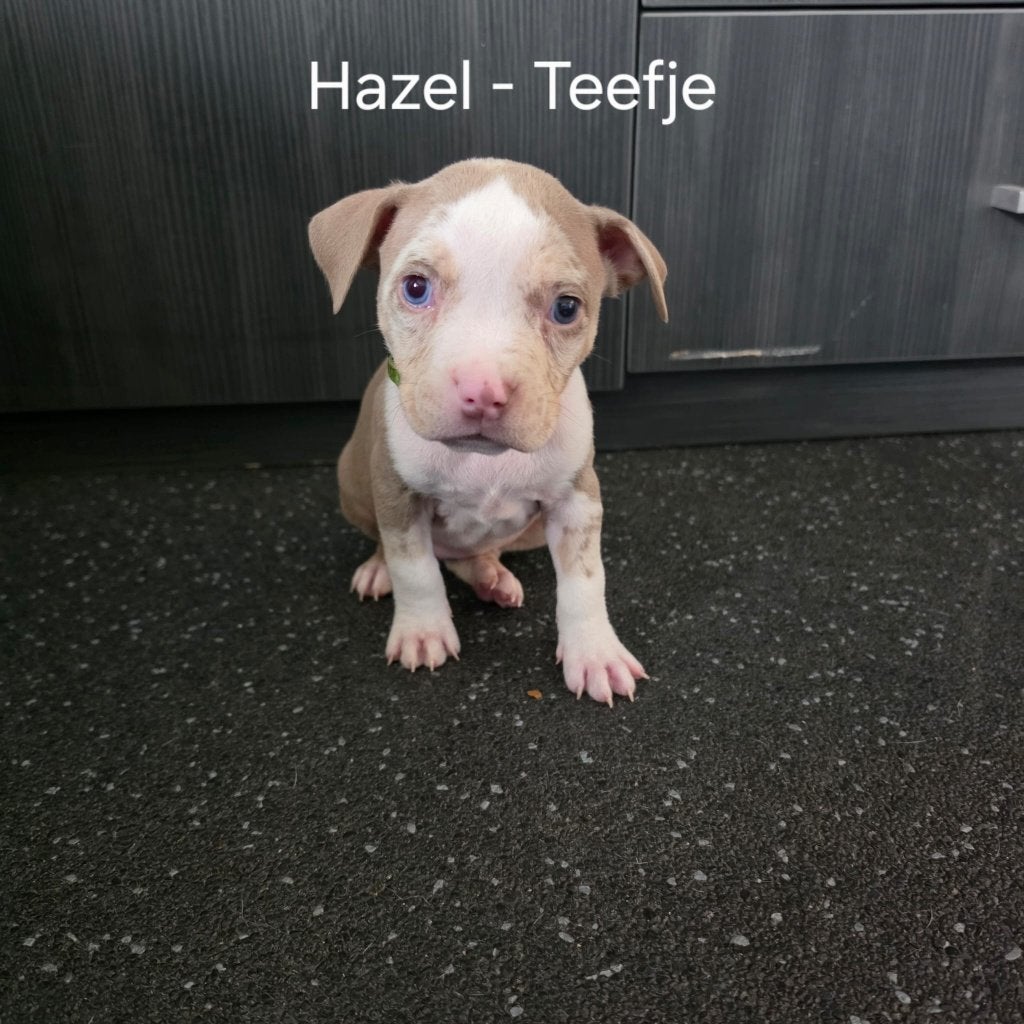 American Bully Pups (Standard), Overige rassen, 8 tot 15 weken, Meerdere, Meerdere dieren