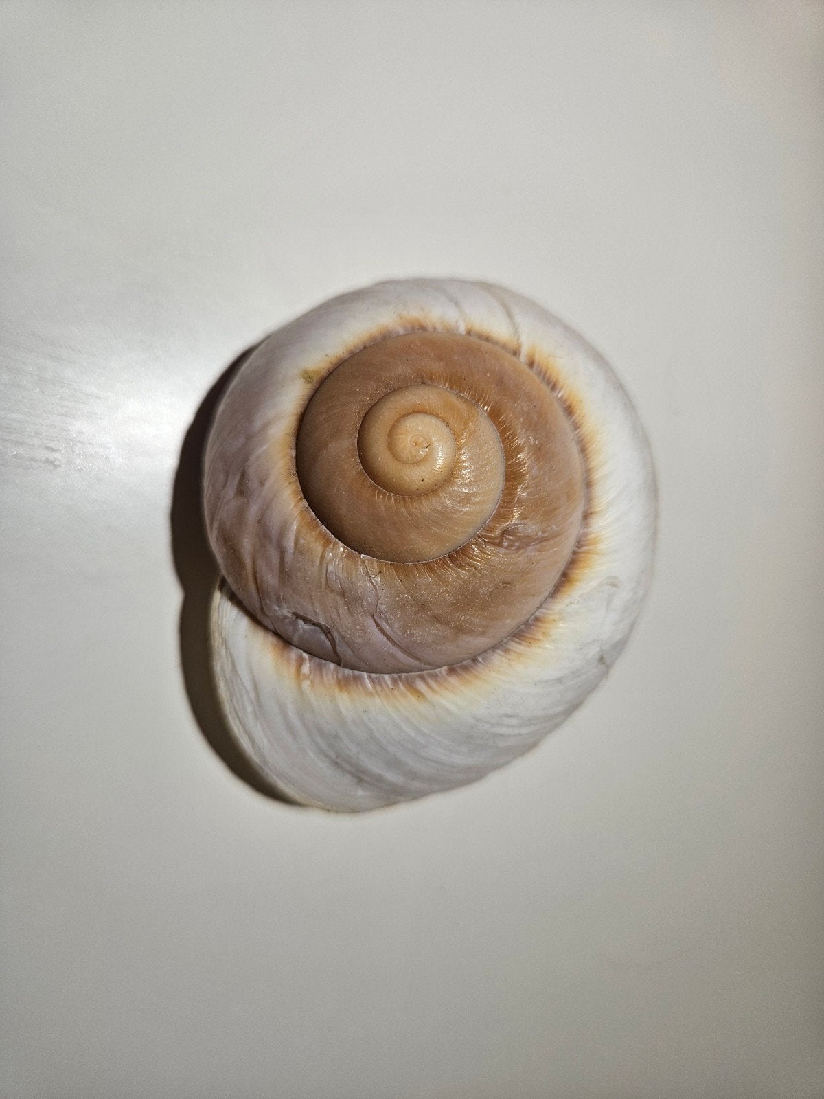 Grote schelpen +/- 9cm, Ophalen of Verzenden, Nieuw