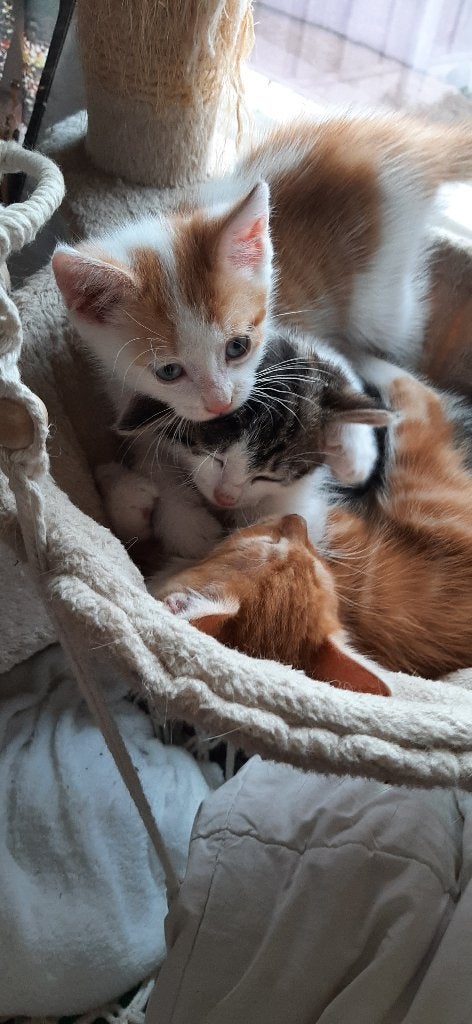 kittens mix, Meerdere dieren, Ontwormd, 0 tot 2 jaar