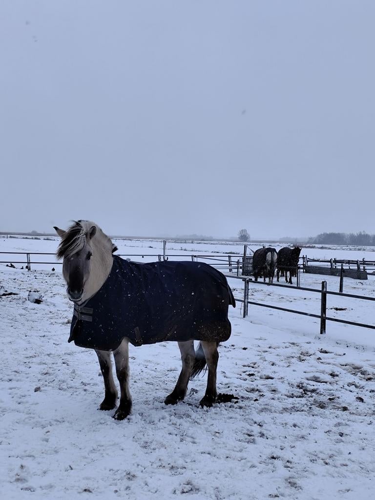 Gevraagd priveles op pony, Ophalen of Verzenden