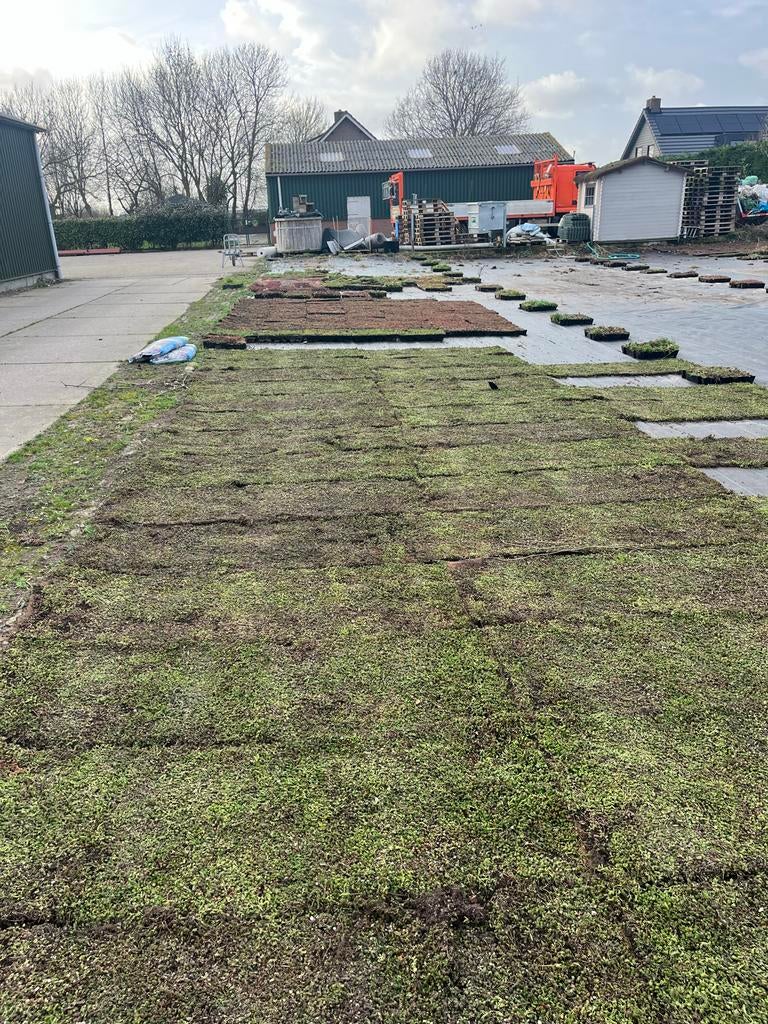 Sedum matten en trays - grote voorraad!