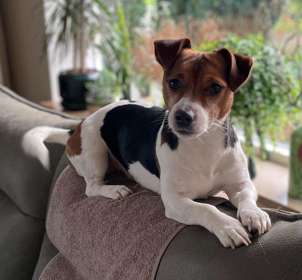 Jack Russel Reu ter dekking, Parvo, Jack Russell Terriër, Reu, Eén hond