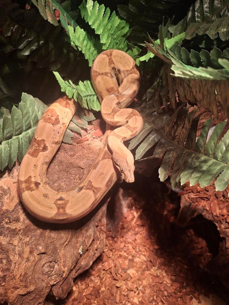 10x boa constrictor imperator, Slang, 0 tot 2 jaar
