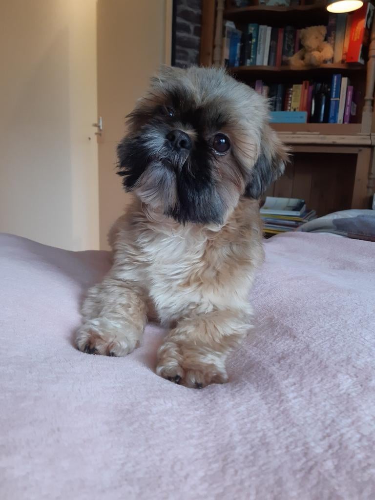 Dekreu shih tzu geröntgend 6 kg, Reu, Parvo, Eén hond, 3 tot 5 jaar