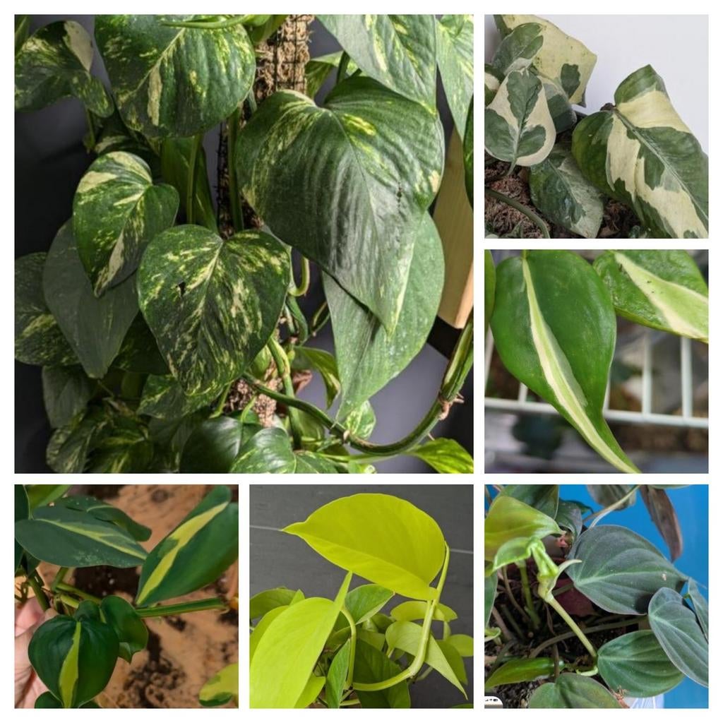 Epipremnum stekjes - micans, Lime, Brasil, aureum, n'joy, Huis en Inrichting, Kamerplanten, Ophalen of Verzenden, Halfschaduw