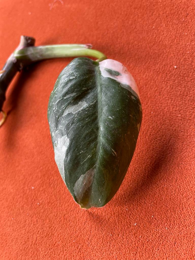 Philodendron White Princess Stek, Vaste plant, Ophalen of Verzenden, Bloeit niet, Halfschaduw