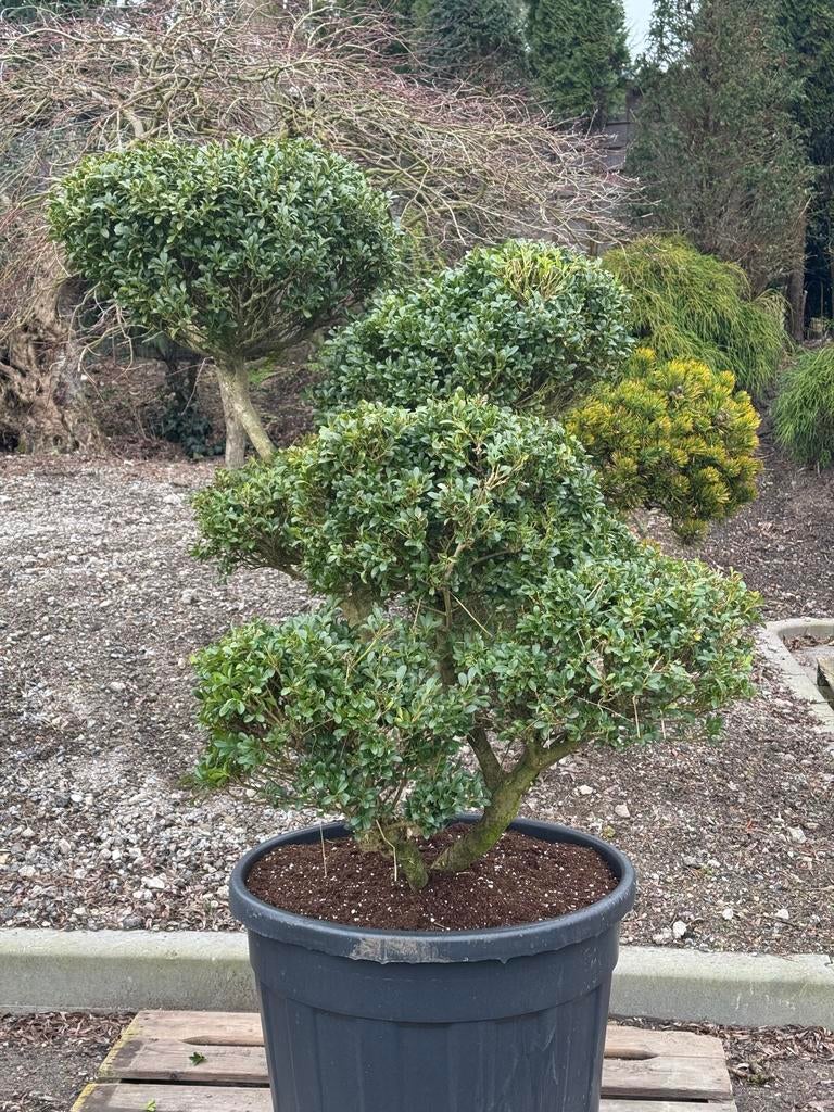 Ruim assortiment  Ilex Crenata - Tuinbonsai / Vormsnoei, Volle zon, Vaste plant, Bloeit niet, Ophalen