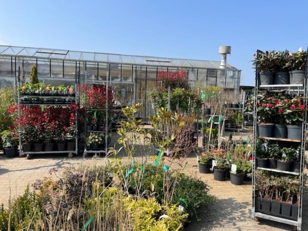 Tuincentrum Lunteren/Ederveen, Vaste plant, Halfschaduw, Zomer, Ophalen