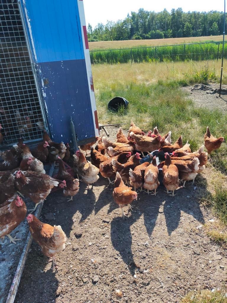 Leghennen, hennen legkippen,  isha brown  ,witte leghorns, Dieren en Toebehoren, Vrouwelijk, Kip