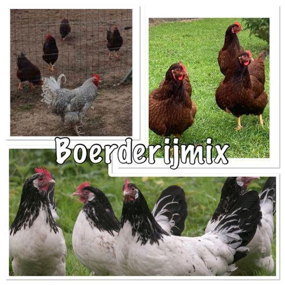 Boerderijmix broedeieren - grote gezonde broed eieren, Geslacht onbekend, Kip