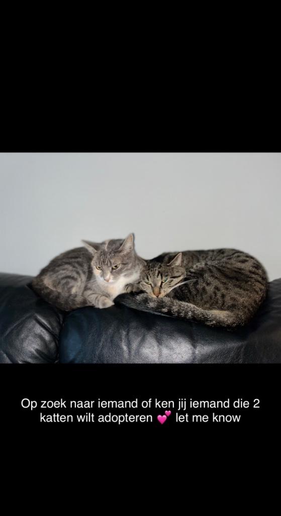 Katten, Dieren en Toebehoren, Katten en Kittens | Raskatten | Korthaar, Meerdere dieren, 3 tot 5 jaar, Ontwormd, Ingeënt