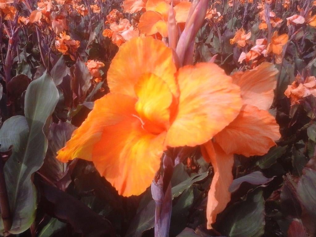 Canna Wyoming knollen, Ophalen of Verzenden, Voorjaar, Volle zon, Knol