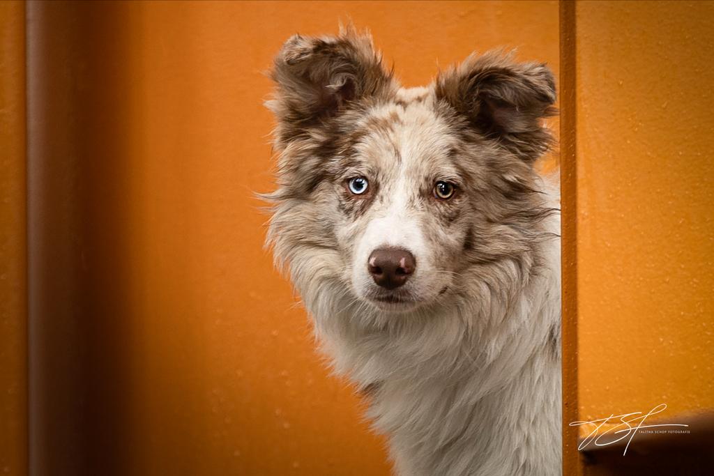 2 border collie dekreuen HD A ED vrij met stamboom, Dieren en Toebehoren, Reu, Parvo, Meerdere, 3 tot 5 jaar