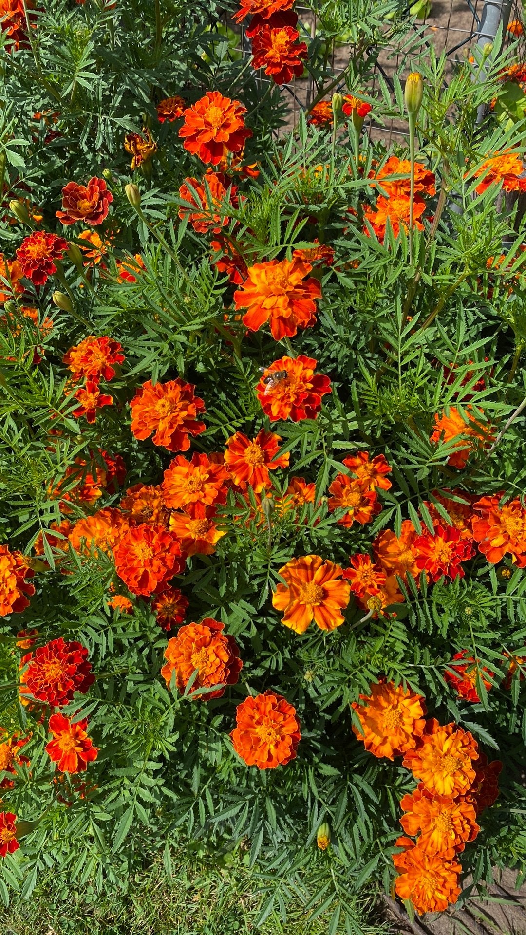 Biologische Afrikaantjes zaden ( 300 zaden voor € 0,50), Ophalen of Verzenden, Voorjaar, Volle zon, Zaad
