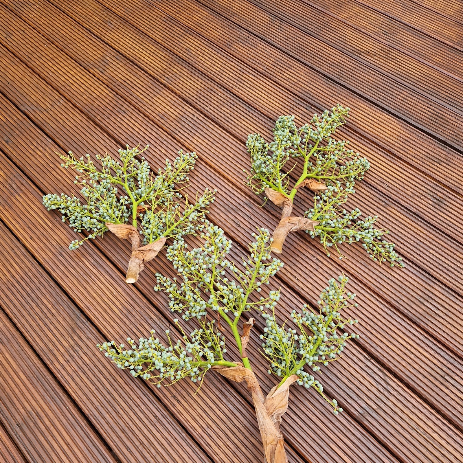 Verse dadeltakken - Decoratieve takken, Ophalen, Binnen, Natuurlijk materiaal, Nieuw