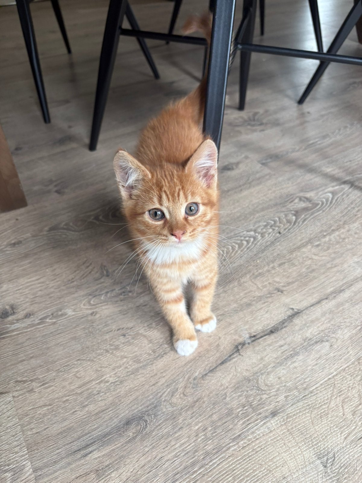 Boerderij kittens, 0 tot 2 jaar