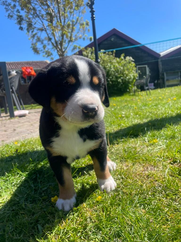 Grote Zwitserse Sennen pup, 1 reu beschikbaar!, Parvo, Meerdere, Meerdere dieren, Nederland