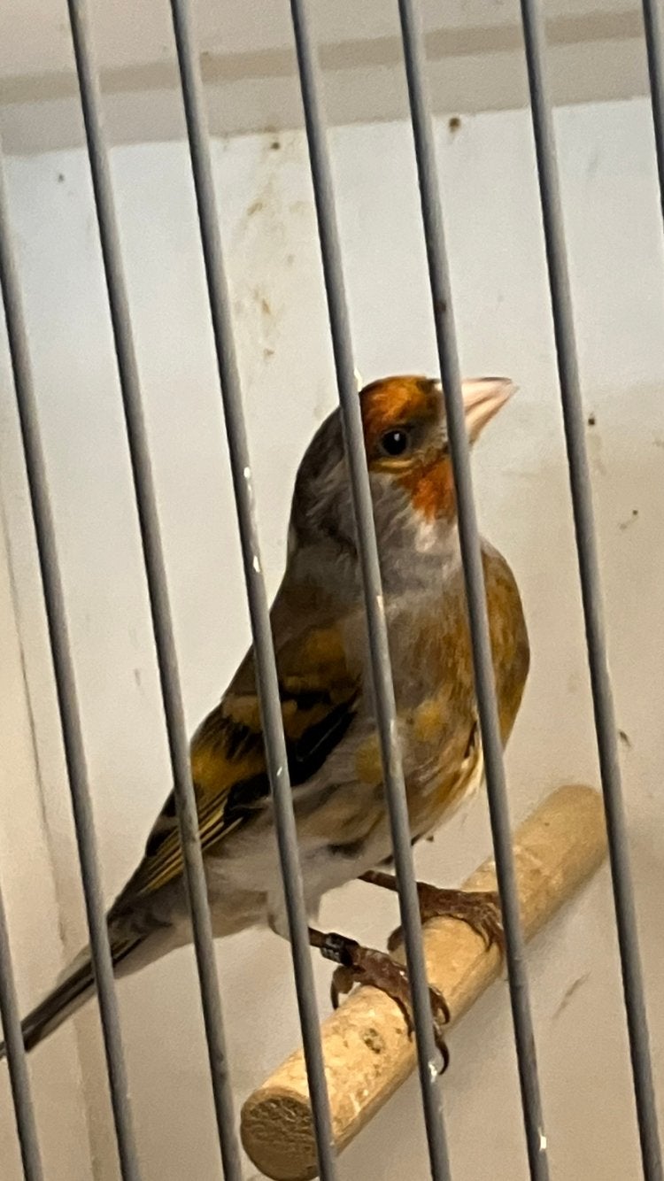 Bastaard majorputter, Mannelijk, Wildzangvogel, Geringd