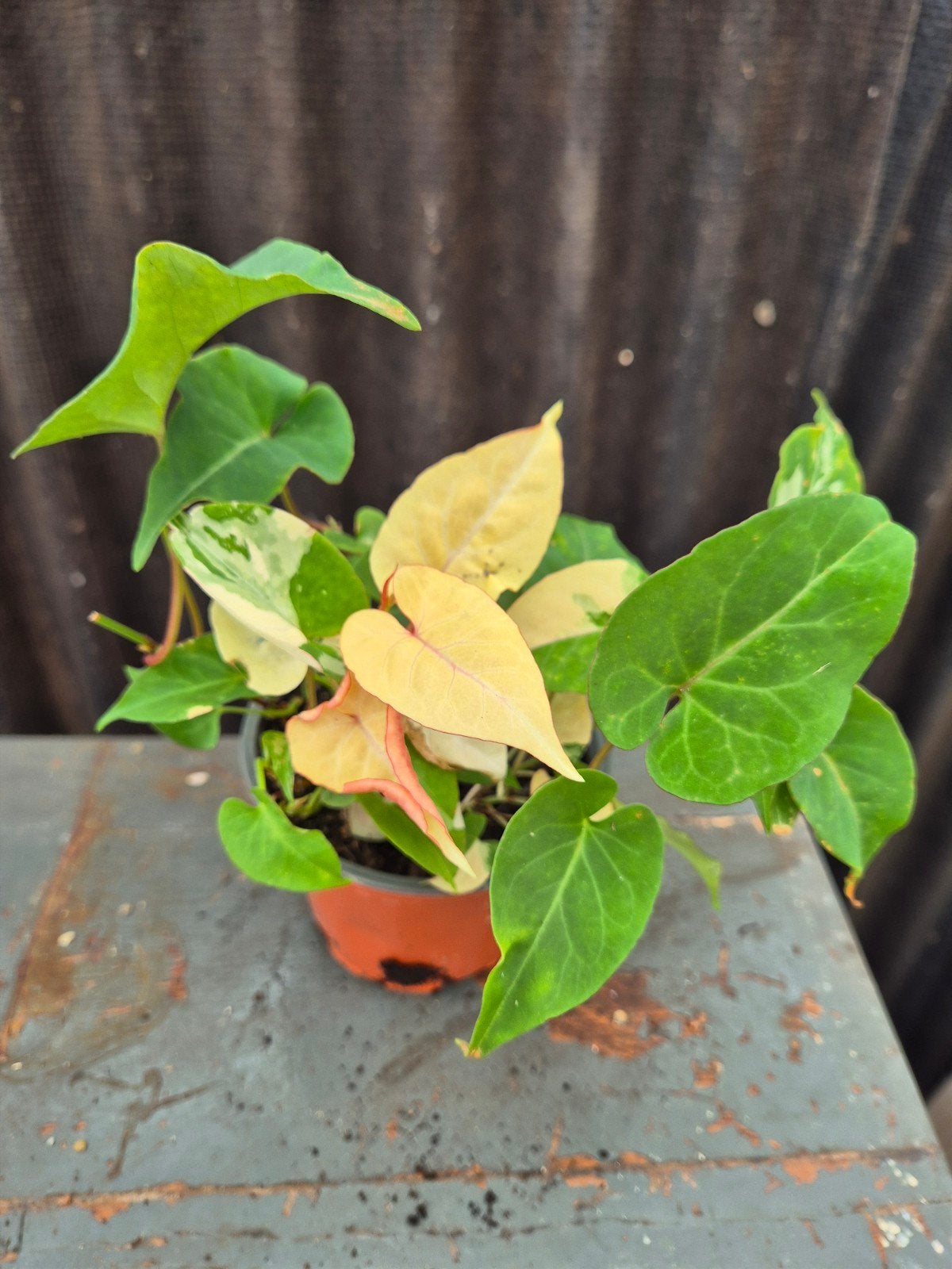 Fallopia Multiflora variegata p12 (7)
