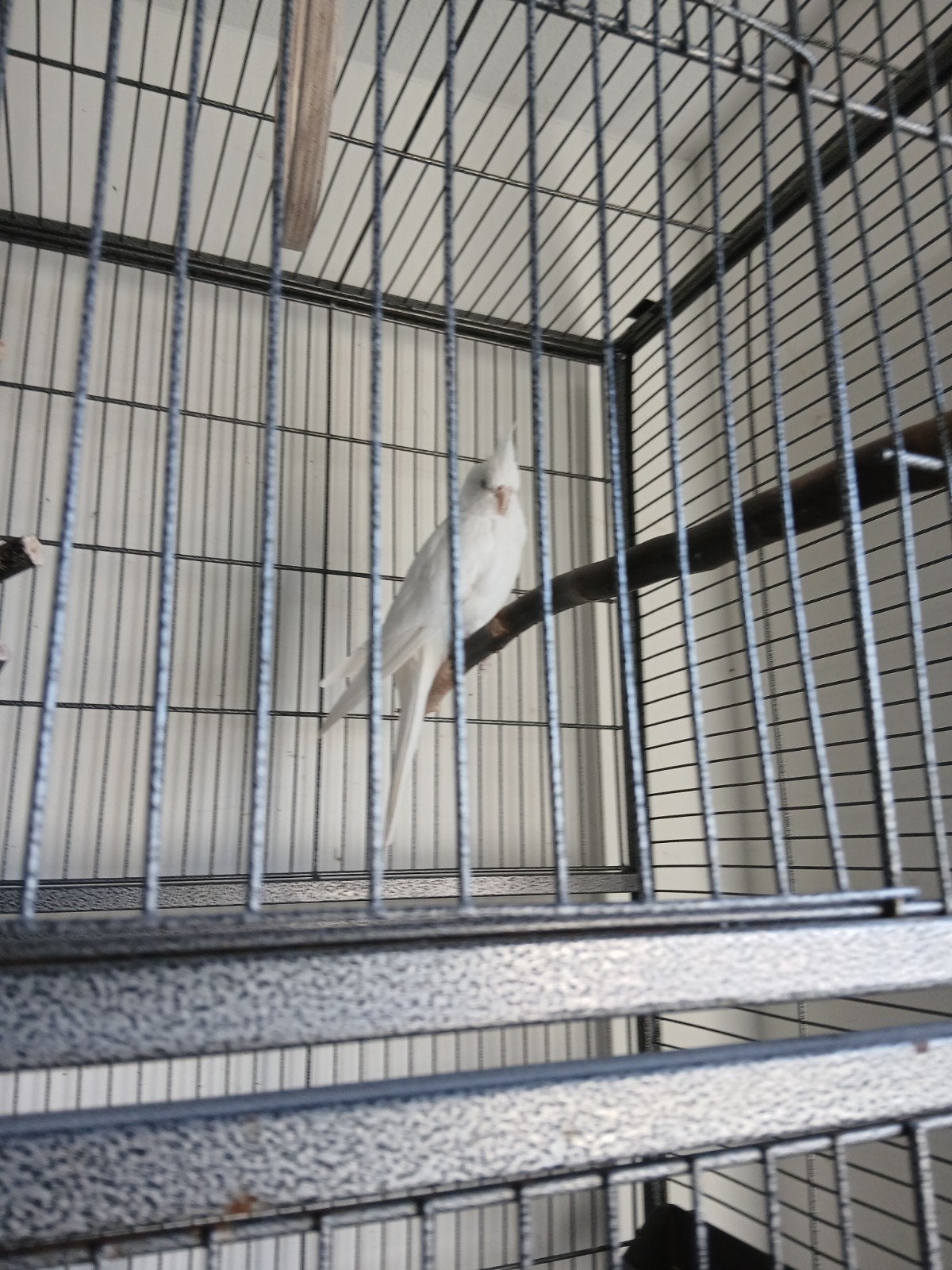 Witte valkparkiet, Dieren en Toebehoren, Vogels | Hokken en Kooien, Ophalen of Verzenden, Zo goed als nieuw, Metaal, Vogelkooi