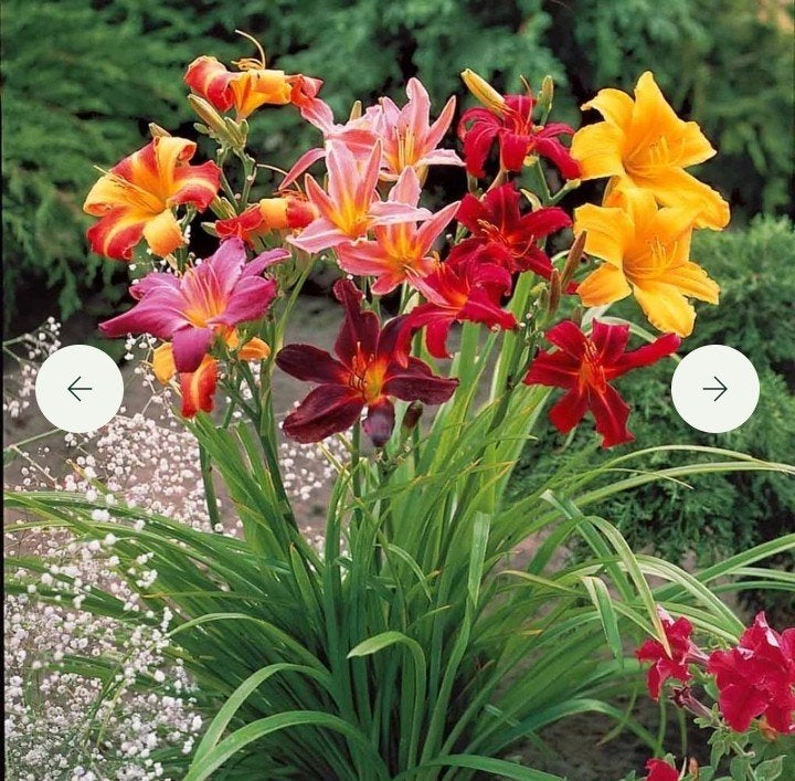 Diverse Vaste Planten, Ophalen, Vaste plant, Overige soorten, Volle zon